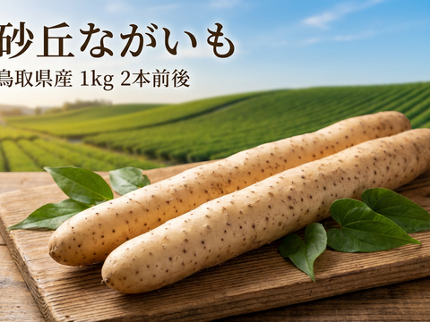 砂丘の恵み！鳥取砂丘“とろける”ながいも 1kg（2本前後）