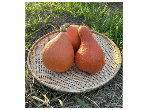 ねっとり甘味！【固定種 打木赤皮甘栗南瓜】大きめ 合計6kg~(3玉入)