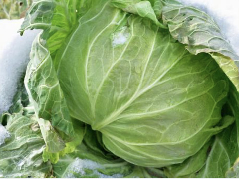 【冬ギフト】「季節限定品！越冬キャベツのお届けに参りました」　≪雪国で育まれた甘みたっぷりのキャベツ≫　兵庫県香美町産「雪ぶとんキャベツ」（10玉)