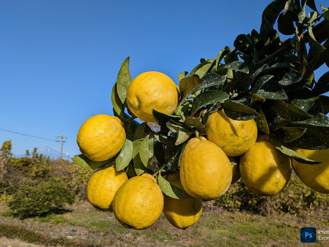 果汁たっぷり！日本平ソーラーレモン®璃の香（りのか）【静岡県産】約1.8キロ ワックス・防腐剤不使用『期間限定』