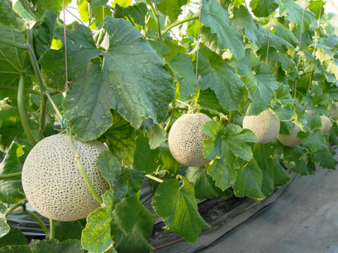 茨城県産 アールスメロン 1玉【特秀】