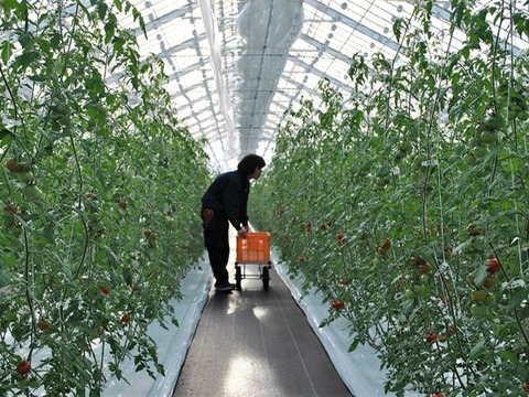 【完全無添加】出雲市産〈超トマト〉を使用した100％超トマトジュース（500ml）1本【食塩不使用】