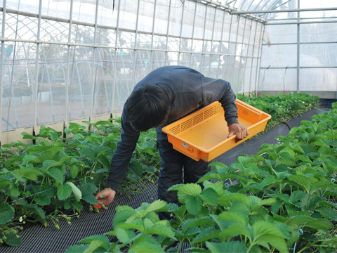 【ご予約商品】【ギフト可】完熟いちご化粧箱入り【24粒～33粒】