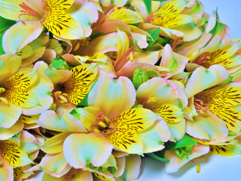 アルストロメリアの花束 10本 黄色 ハニーメイン 長野県産の花 植物 食べチョク 産地直送 産直 お取り寄せ通販 農家 漁師から旬の食材を直送