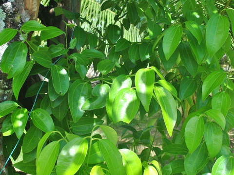国産シナモンリーフ（乾燥葉）🍃香り豊かなスパイスティー・料理用・ポプリにも
