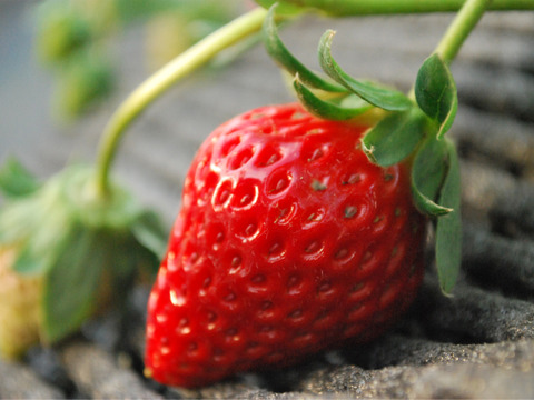 ひんやりスイーツ！冷凍いちご1000ｇ×2袋