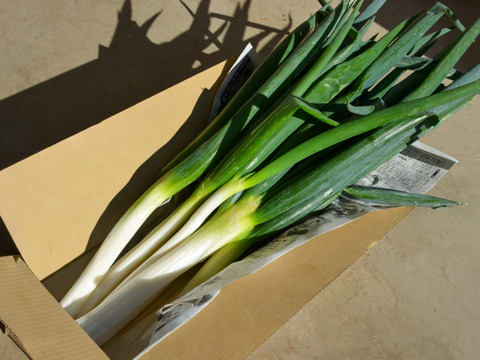 【自然栽培｜採れたて】甘くてやわらか石倉ネギ  2kg