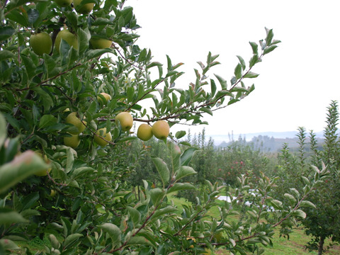 【先行予約】　王林３ｋｇ　青森県産りんご