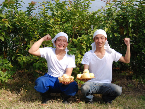 苦みや渋みがなく上品でやさしい味と好評♪【有機土佐國グァバ茶】ノンカフェイン高知県南国市の有機認証自家農園で農薬・肥料・除草剤一切不使用で自然栽培‼植物由来のソイロンテトラティーバッグ♪10包入2個