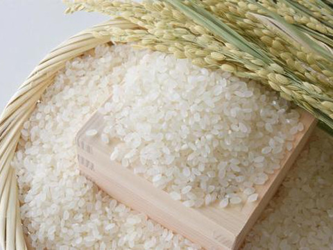 楽天市場】米 10kg 送料無料 白米 つや姫 5kg×2 令和六年産 送料