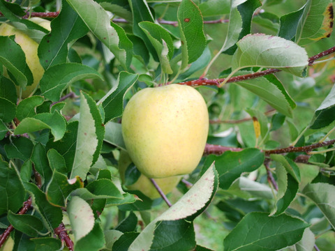 【先行予約】　王林３ｋｇ　青森県産りんご
