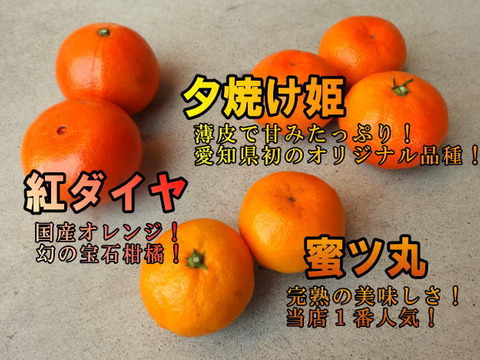 こだわり厳選柑橘の３品種食べ比べ！ご家庭用お試し品２kｇ入【商品番号1101】
