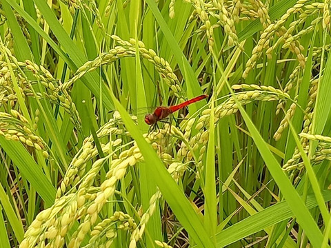 農薬節約栽培ゆうだい21　精米10㎏