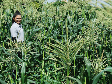 【2025年夏 】 お得です、 ゴールドラッシュLLサイズ9本セット✨