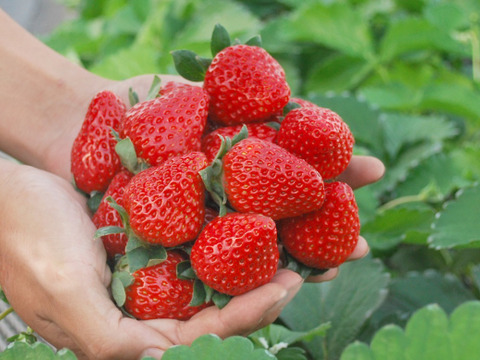 【ご予約商品】【ギフト可】完熟いちご化粧箱入り【24粒～33粒】