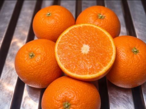 飲む柑橘！？【きよみオレンジ家庭用】春にお勧めの品種