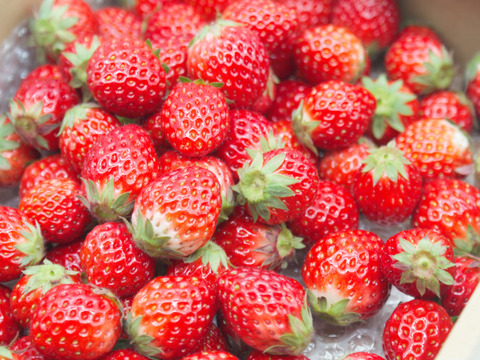 ジャム用バラ詰めいちご4箱　3kg【6月末まで】