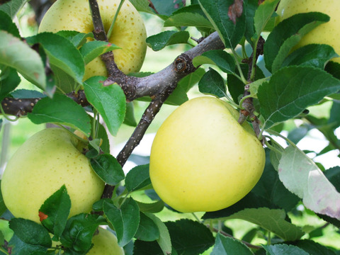 【先行予約】　家庭用　シナノゴールド10ｋｇ　青森県産りんご