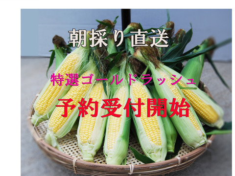 予約開始！魅惑のコーン♥ゴールドラッシュＬＬサイズ９本入り