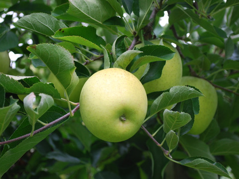 【先行予約】　家庭用　王林３ｋｇ　青森県産りんご