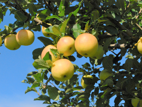 先行予約　トキ　３ｋｇ　りんご　青森県産