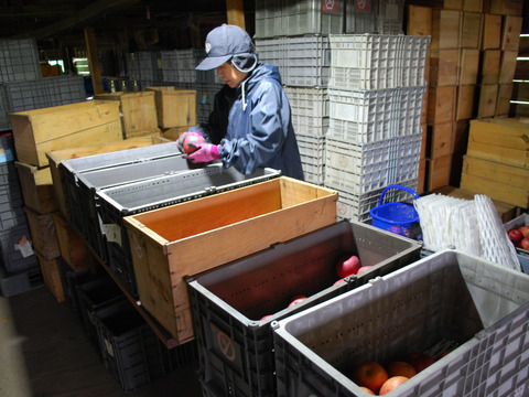【先行予約】　\ 家庭用 /　サンふじ 5ｋｇ　青森県産りんご