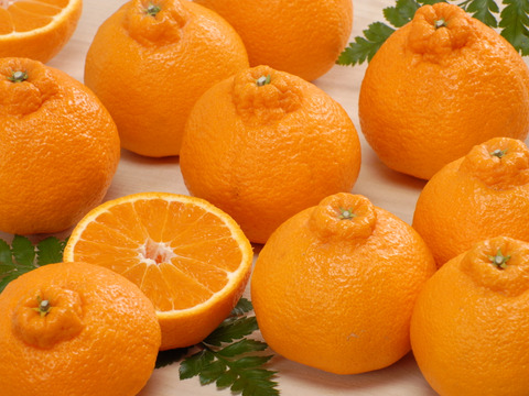 しらぬい家庭用4㎏