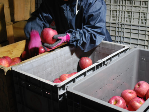 【先行予約】　サンふじ ５ｋｇ　青森県産りんご