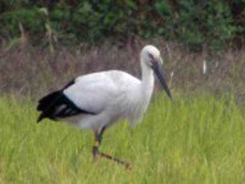 有機　紅白米　３ｋｇ　こうのとり育む農法