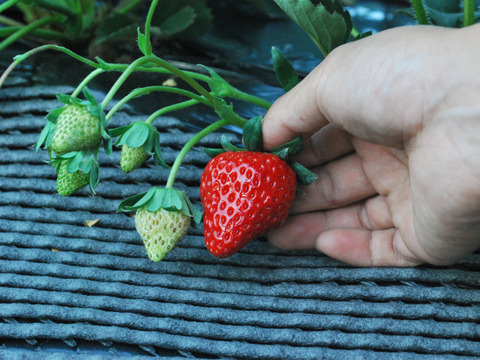 ひんやりスイーツ！冷凍いちご1000ｇ×2袋