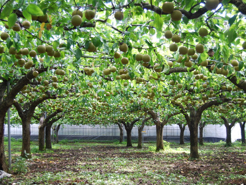 秋が始まる！！ 二代目　川添果樹園のBIG梨☆愛宕梨