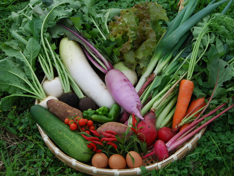 畑から直送！朝採れ旬の野菜セット　✳︎農薬、化学肥料不使用✳︎