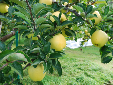 【先行予約】　家庭用　シナノゴールド10ｋｇ　青森県産りんご