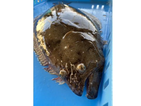 人気のサイズです！ 活け〆ヒラメ
1.5kg位(1.3〜1.7kg位)のサイズ　1尾