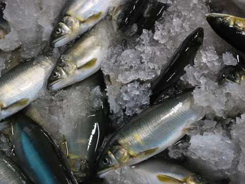 【冬ギフト】紀州仕立て鮎『凍眠』※急速冷凍（大サイズ　10尾入り）　“和歌山のブランド鮎です！”