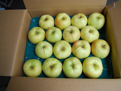 先行予約　トキ　３ｋｇ　りんご　青森県産