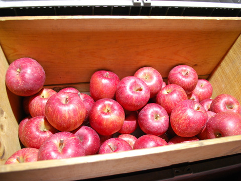 【先行予約】　サンふじ ５ｋｇ　青森県産りんご