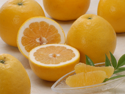 河内晩柑    家庭用10kg