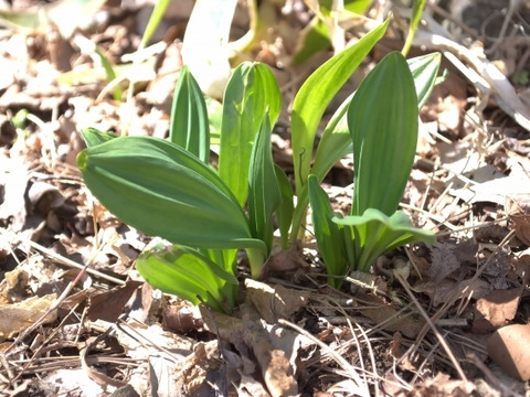 【食べ比べ】天然！大満足の山菜１kg詰め合わせ 5種～6種お約束!!おまかせ妙高山の山菜! 山菜詰め合わせ ミックス 山菜