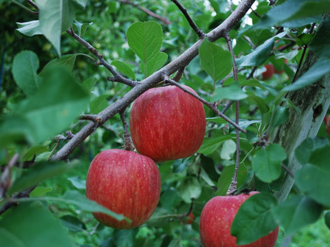 【先行予約】　サンふじ 10kg りんご