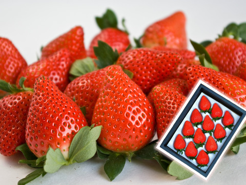 【群馬県産】高級いちご♪やよいひめ化粧箱