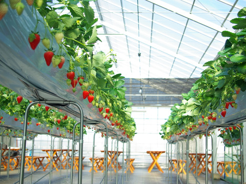 【先行予約・数量限定】いちご博2025金賞受賞 大粒あまりん9～18粒 贈答用