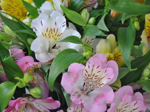 おまかせ花束　アルストロメリア