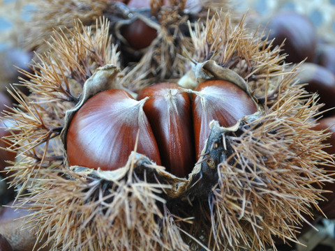 高級ブランド栗！　小布施栗　大（Lサイズ）　計り売り１ｋｇ単位