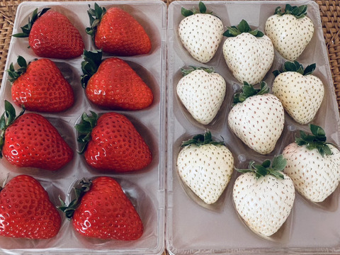 【いちご食べ比べ】奈良発☆古都華×ゆきぼたん(各1Ｐ)　250g×2Ｐ