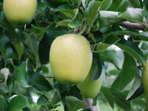 【先行予約】　王林３ｋｇ　青森県産りんご