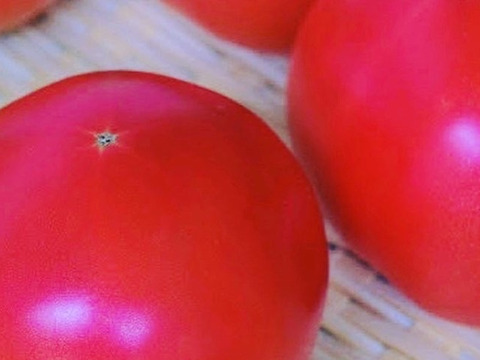 【10月〜受付再開予定】トマト嫌いが作る最高トマト「甘味×酸味◎」1.5kg