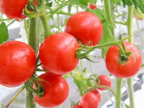 【霧で育てた、とってもあまーいトマト】霧のトマト極甘　 4パック入り