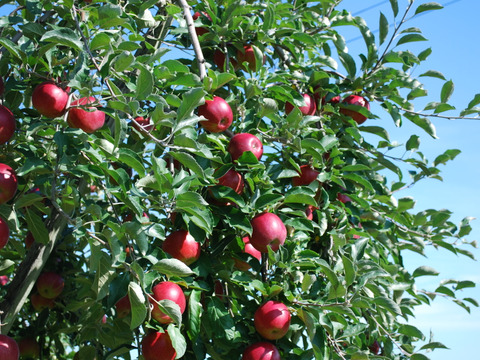 【先行予約】葉とらず紅玉4.5kｇ　青森県産りんご