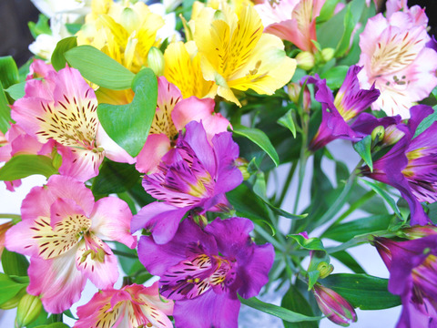 １本にたくさんの花が咲く アルストロメリアの花束 15本程度 長野県産の花 植物 食べチョク 産地直送 産直 お取り寄せ通販 農家 漁師から旬の食材を直送